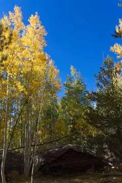 Yellow aspens, Populus tremuloides, in the Fall and a demolished old cabin Foto stock