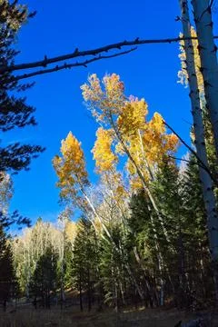 Yellow aspens, Populus tremuloides, in a pine forest. Lamar Haines Trail. Stock Photos