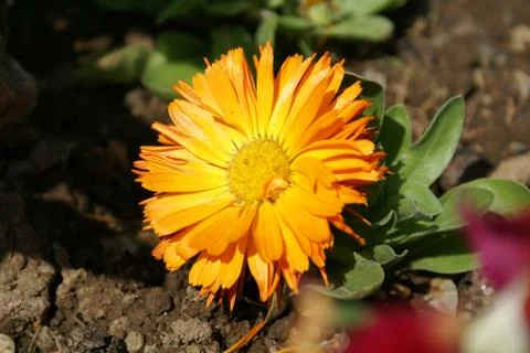 Yellow aster flower Stock Photos