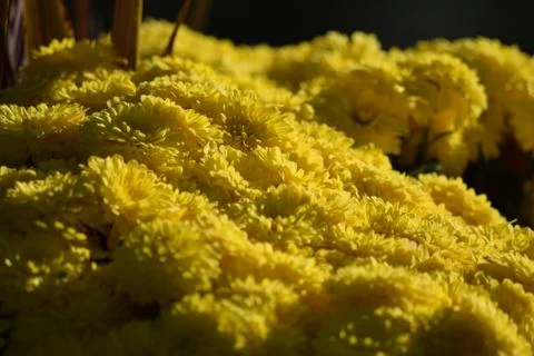 Yellow Aster Flowers 库存照片
