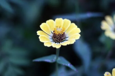 An Yellow Aster Foto stock