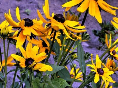 Yellow asters closeup Stock Photos