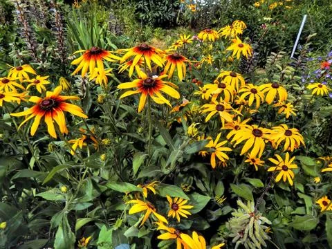 Yellow asters closeup Stock Photos