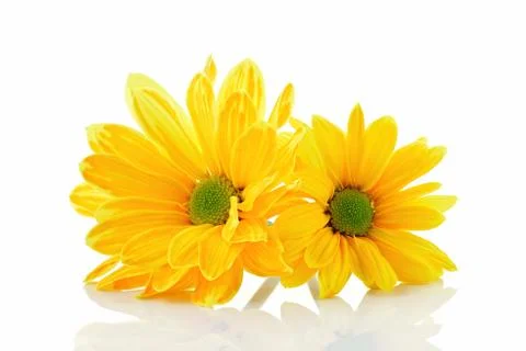 Yellow asters Stock Photos
