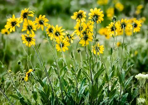 Yellow Asters in the Tetons Stock Photos
