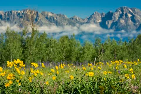 Yellow Asters in the Tetons Stock Photos