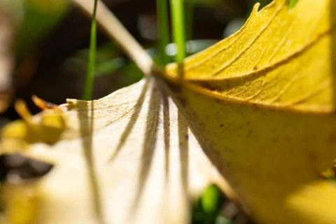 Yellow automn leaf Stock Photos