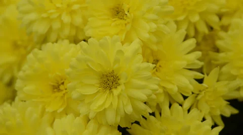 Yellow autumn asters move in the wind Stock Footage 32331117