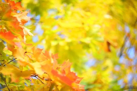 Yellow autumn background Stock-Fotos