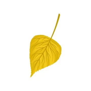 Yellow autumn birch leaf vector Illustration on a white background Stock Illustration