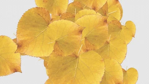 Yellow autumn birch leaves explosion transition on alpha channel Stock Footage 318687283