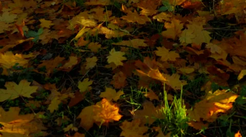 Yellow Autumn In Deciduous Tree Forest Video stock 48108943