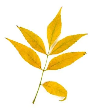 Yellow autumn fall leave isolated on white background. Seasonal content for Stock Photos