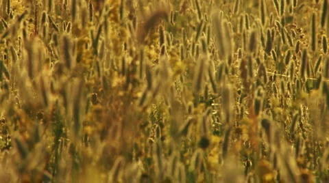 Yellow Autumn Field 库存影片 1032116