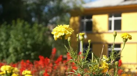 Yellow Autumn Flower Stock Footage 12301533