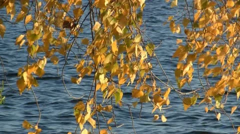 Yellow autumn foliage 스톡 동영상 12486641