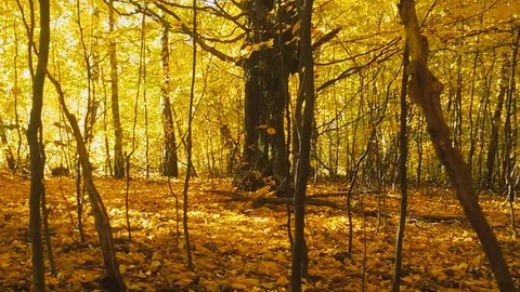 Yellow autumn in the forest Stock Footage 81235292