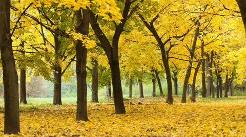 Yellow autumn forest timelapse Stock Footage 35234932