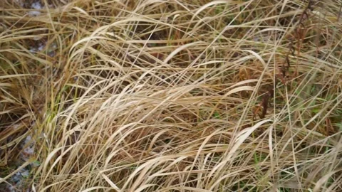 Yellow autumn grass Stock Footage 159882151