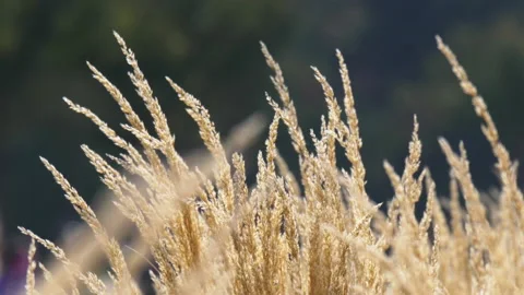 Yellow autumn grass Видео 212828618