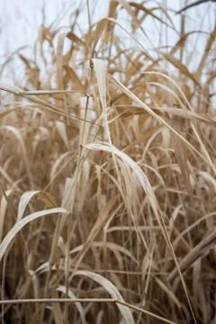 Yellow Autumn Grass Stock Photos