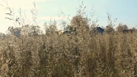 Yellow autumn grass sways in wind. Beautiful rural landscape on field or meadow Stock Footage 128166702
