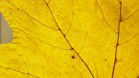 Yellow autumn leaf close up. Leaf texture background Stock Footage 97667243