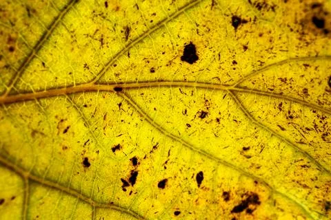 Yellow autumn leaf close-up Stock Photos