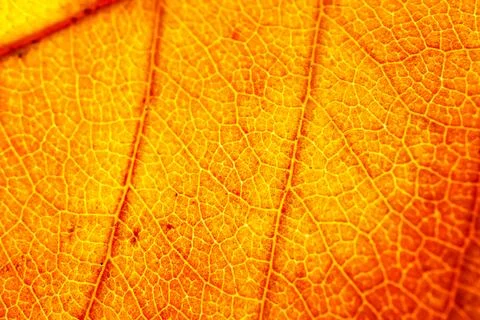 Yellow autumn leaf close-up Stock Photos