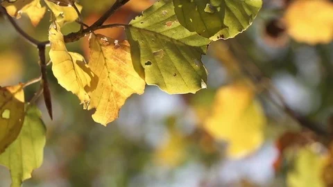 Yellow autumn leaf falling down 01 Stock Footage