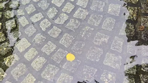 Yellow autumn leaf floating in a clear puddle on cobblestone pavement Stock Footage 345097483
