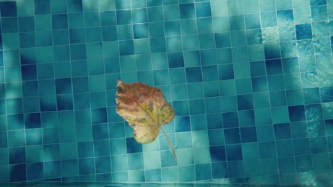Yellow autumn leaf floating on pool water surface in top view, peaceful outdoor  Видео 337758932