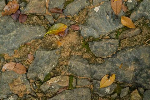 Yellow autumn leaf on the ground with rough natural stones and sand Stock Photos