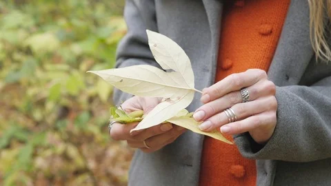 Yellow autumn leaf in hand on a background of trees. Video stock 118605729