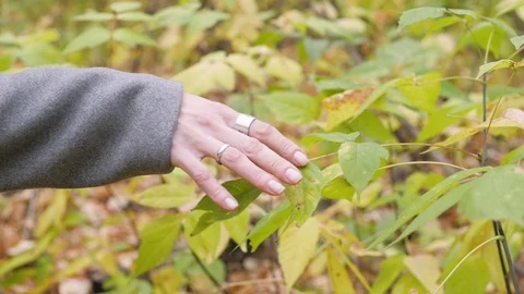 Yellow autumn leaf in hand on a background of trees. Stock-Footage 118629938