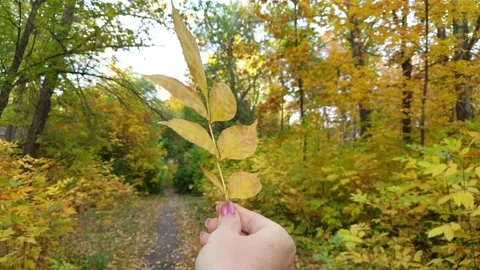 Yellow autumn leaf in hand on a background of trees. Video stock 139065919
