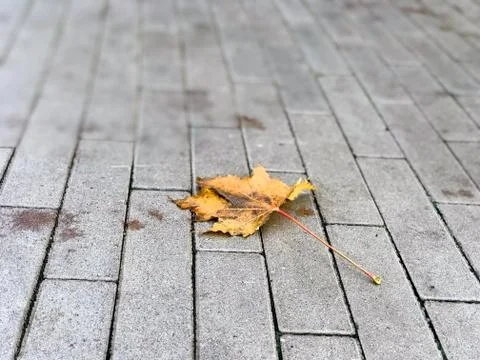 Yellow autumn leaf leaf on the gray pavement Stock Photos