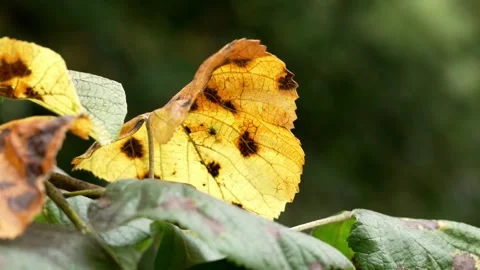 Yellow autumn leaf of a linden tree with spots of decay Stock Footage 341386384