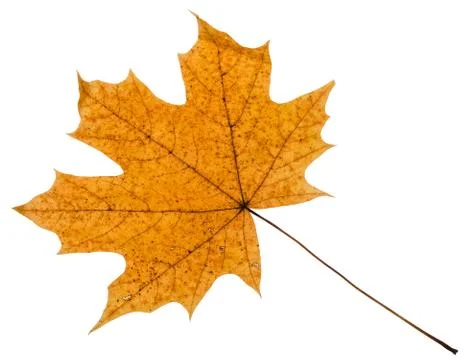 Yellow autumn leaf of maple tree isolated Stock Photos