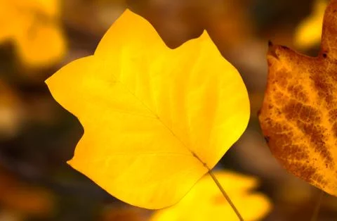 Yellow autumn leaf Stock Photos