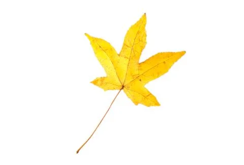 Yellow autumn leaf Stock Photos