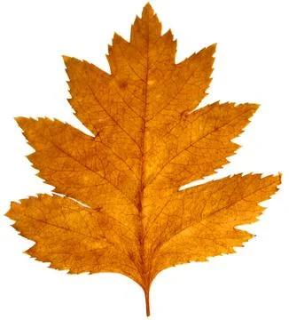 Yellow autumn leaf Stock Photos