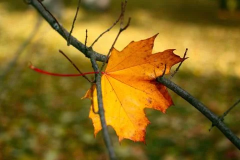 Yellow autumn leaf Stock Photos