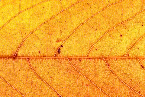 Yellow autumn leaf Stock Photos