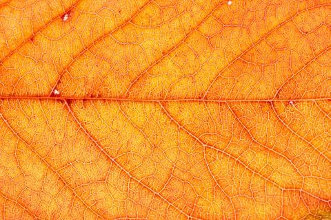 Yellow autumn leaf Stock Photos