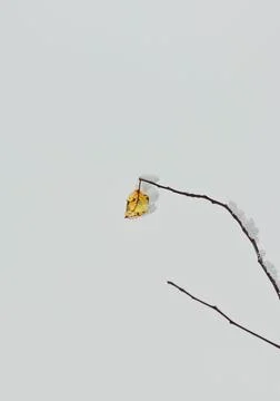 Yellow autumn leaf. Fotos de archivo