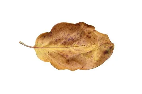 Yellow, autumn leaf of the quince tree. Stock Photos