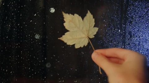Yellow autumn leaf on a rainy window Stock Footage 68105111