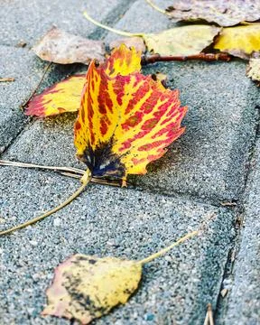 Yellow autumn leaf with red patterns on it lies on an asphalt pavement on a w Stock Photos