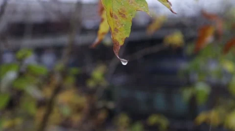 Yellow autumn leaf under first snow near a departing train Video stock 55628607